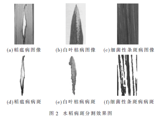 基于優(yōu)化BP神經(jīng)網(wǎng)絡(luò)的水稻病害識別算法研究